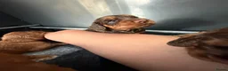 Cocker Spaniel dogs for sale: 🐶KC REGISTERED COCKER SPANIEL PUPPYS🐶 - Advert 4