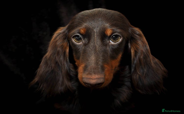 Miniature Dachshund dogs - Advert 7