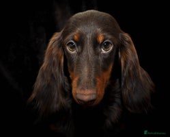 Miniature Dachshund dogs - Advert 7