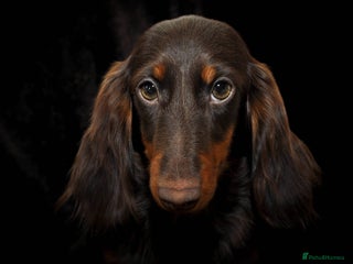 Miniature Dachshund dogs - Advert 3