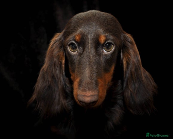 Miniature Dachshund dogs - Advert 7
