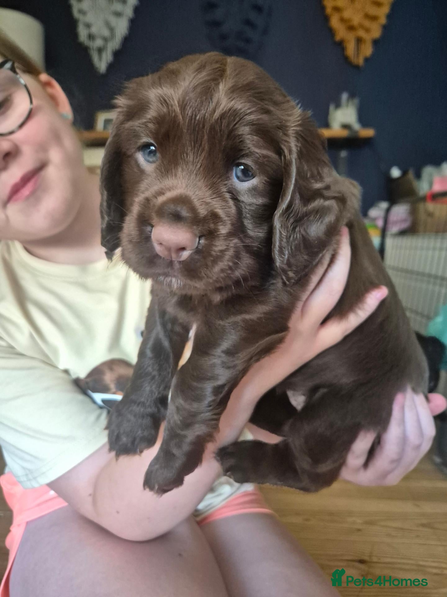 Cocker Spaniel dogs Chocolate Working Cocker Spaniel Puppies For Sale - Advert 2