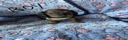 Dachshund dogs for sale: Dutch hound Puppys for sale - Advert 11