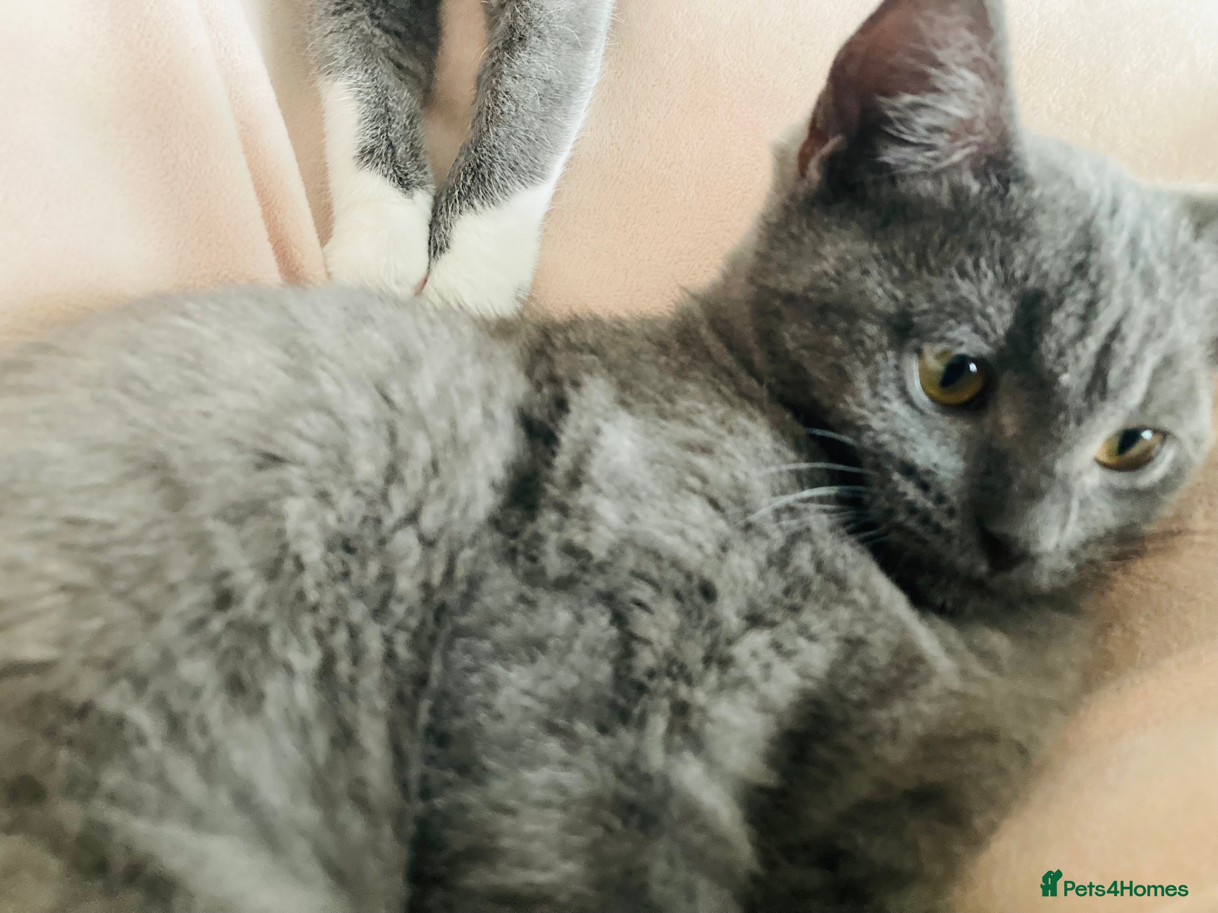 British Shorthair cats British Shorthair Kittens –Boy &Girl(4 months old) - Advert 1