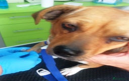 Mixed Breed dogs for adoption: LUCY, a Superb little Girl, for a Loving Home - Image 20