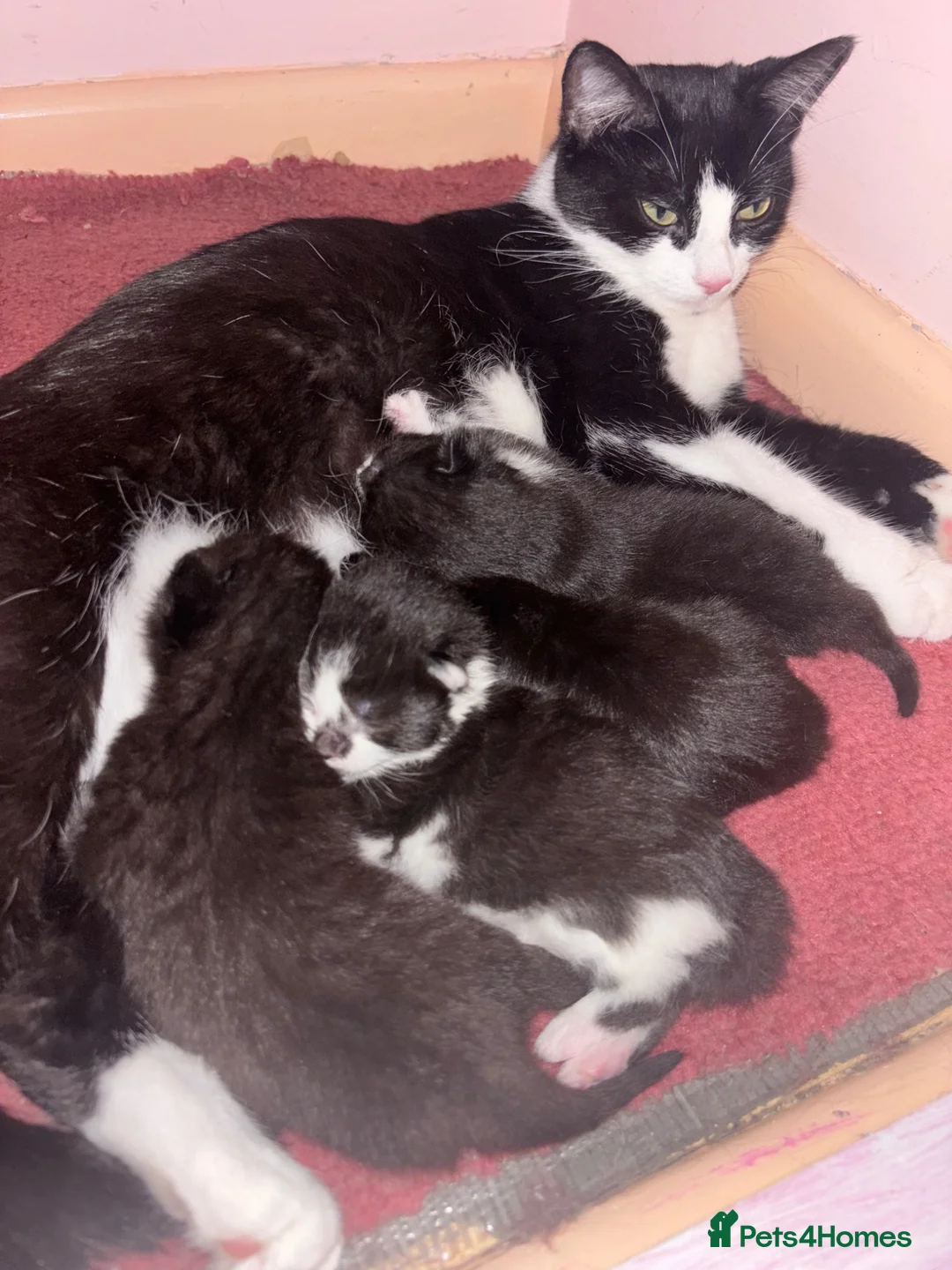 Mixed Breed cats for sale: 4 Stunning Fluffy Kittens - Advert 1