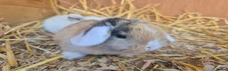 Mini Lop rabbits for sale: 🧡Absolutely gorgeous mini lop babies 🧡 - Advert 15