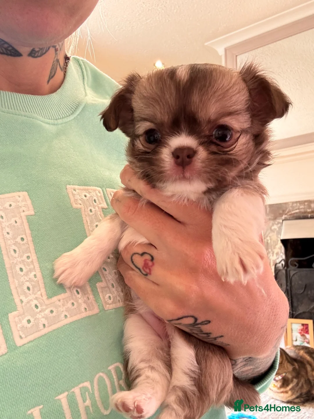 Chihuahua dogs for sale: Stunning Long-Haired Chihuahua Puppies in ELY - Advert 2
