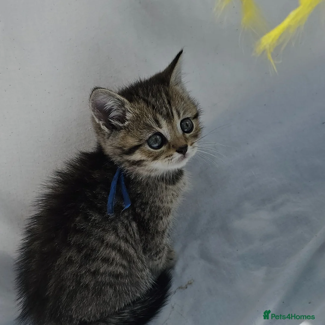 British Shorthair cats for sale: Chunky registered boys - Advert 16