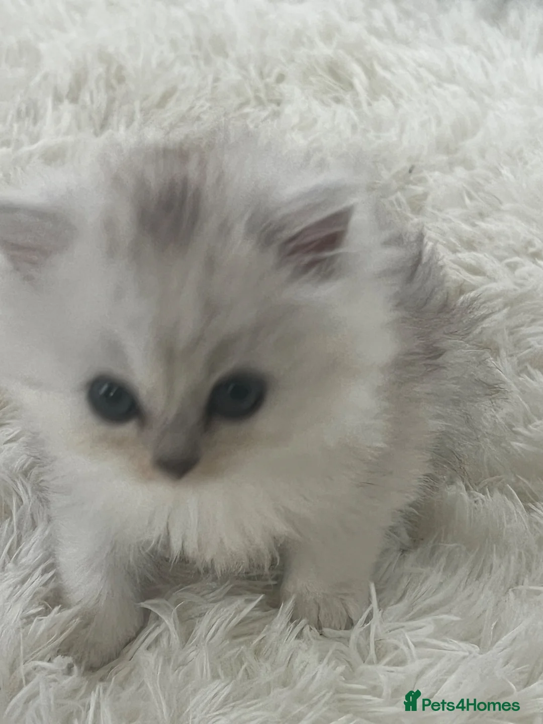 Persian cats for sale: Persian boy  - Advert 2