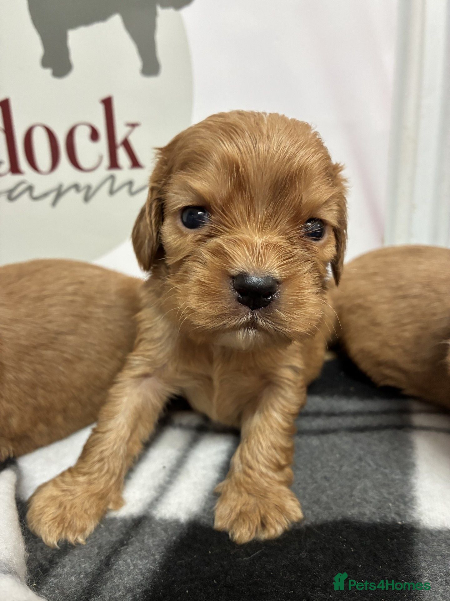 Cockalier dogs 🌟 Gorgeous Cockalier puppies 🌟 - Advert 1