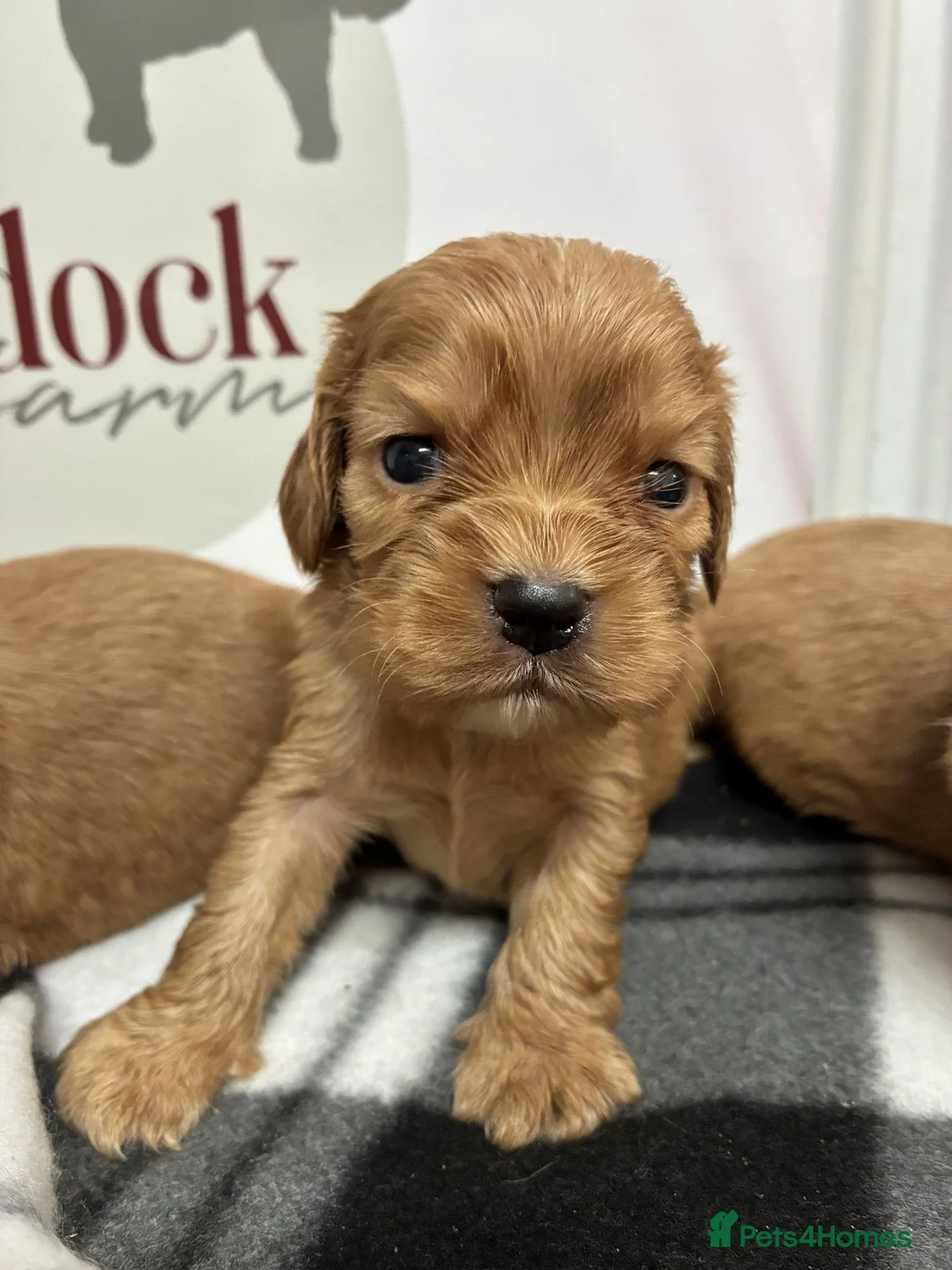 Cockalier dogs for sale: 🌟 Gorgeous Cockalier puppies 🌟 - Advert 1