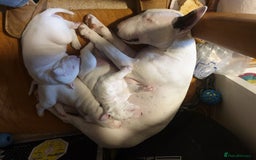 Bull Terrier dogs for sale: ALL-WHITE Bull Terriers - Image 6
