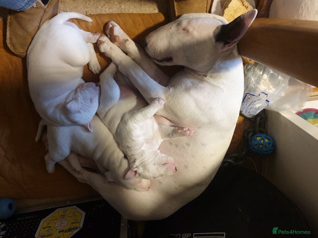Bull Terrier dogs for sale: ALL-WHITE Bull Terriers - Image 6