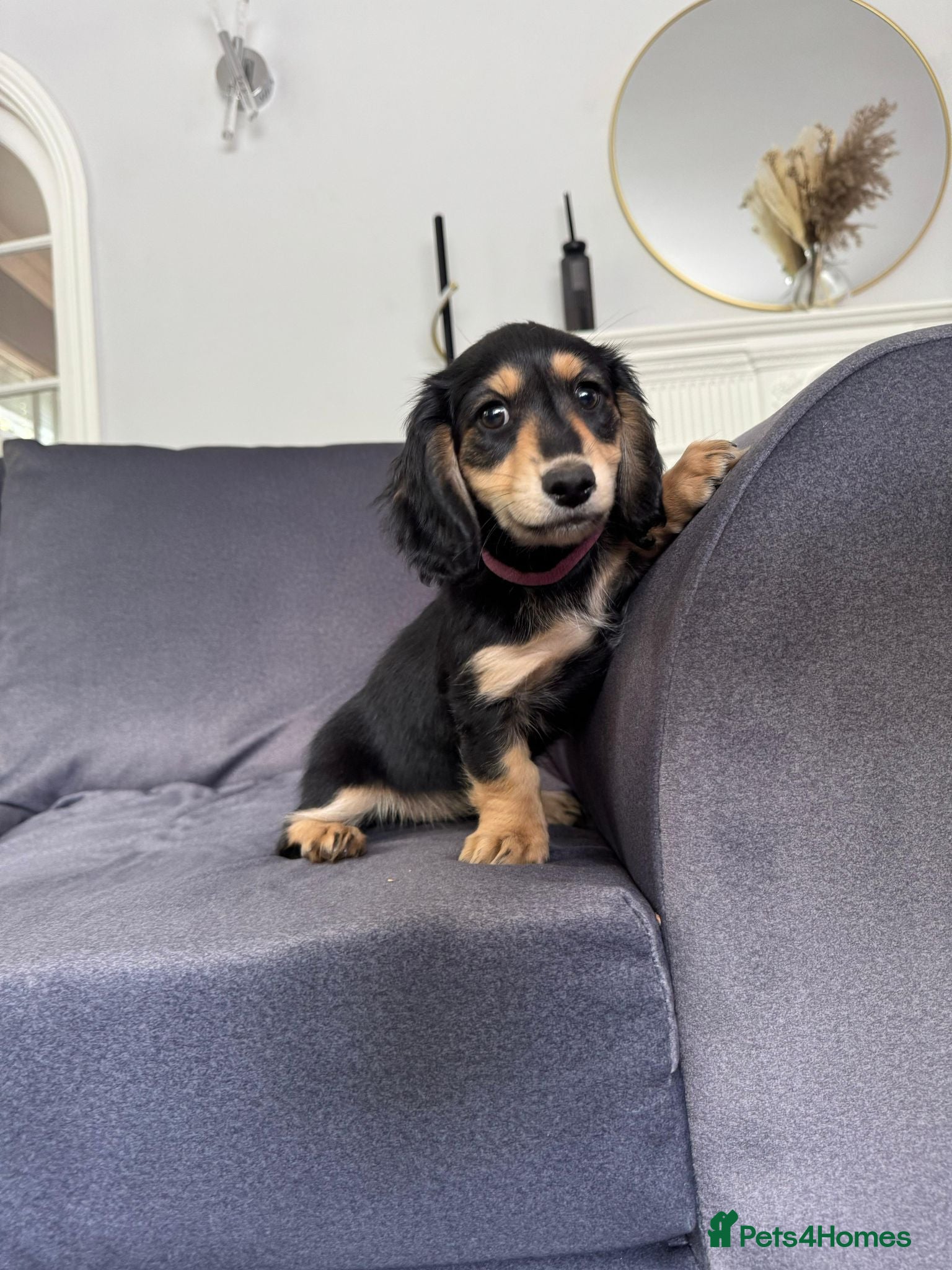 Miniature Dachshund dogs READY TO GO REDUCED - LH Miniature Dachshund - Advert 1