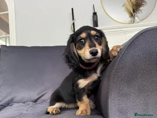 Miniature Dachshund dogs READY TO GO REDUCED - LH Miniature Dachshund - Advert 1
