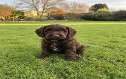 Cockapoo dogs for sale: F2b Cockapoo Puppies - 3 x girls still available - Image 10