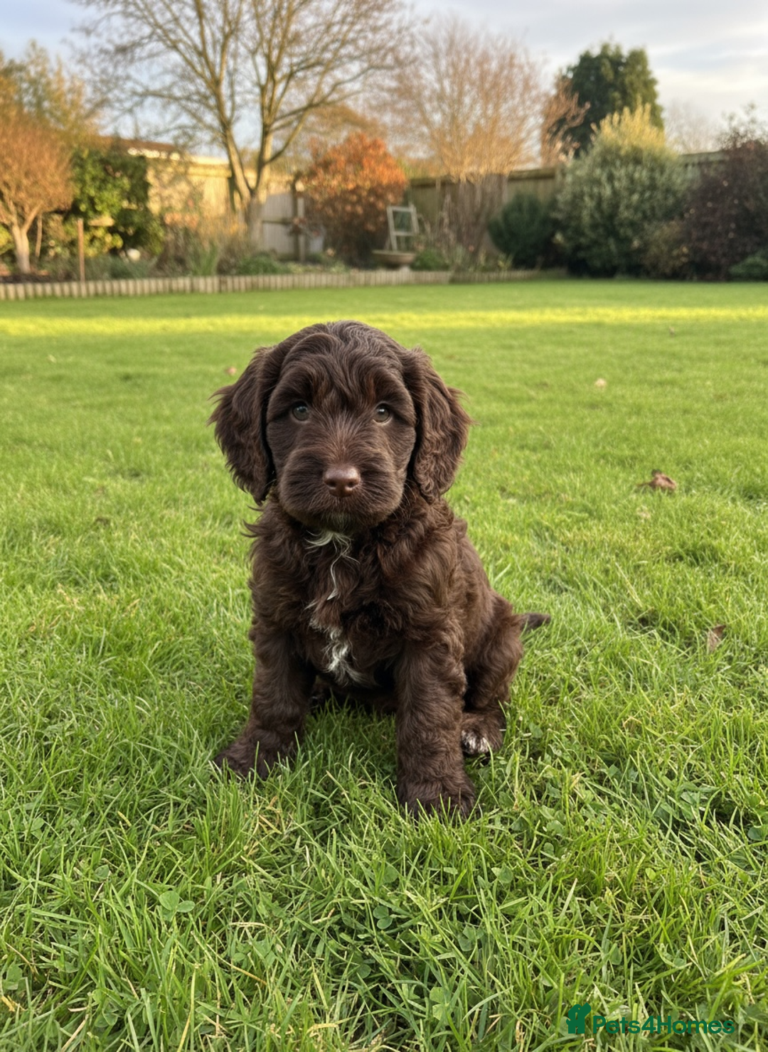 Cockapoo dogs for sale: F2b Cockapoo Puppies - 3 x girls still available - Image 10