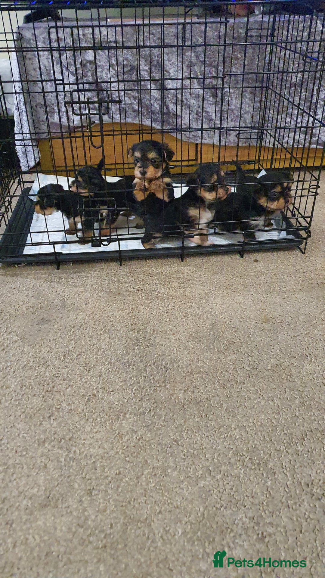 Yochon dogs for sale: 6 beautiful pups for sale - Image 6