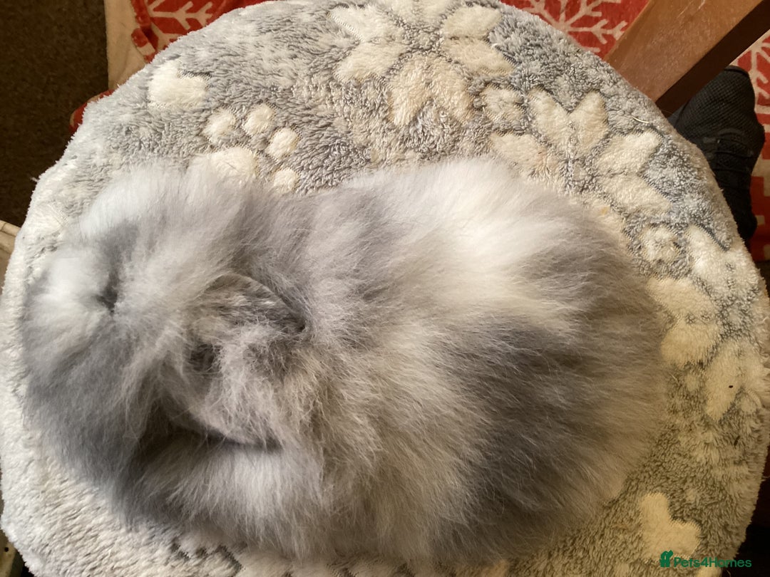 Mini Lion Lop rabbits for sale: Stunning lion lop baby rabbits - Advert 4