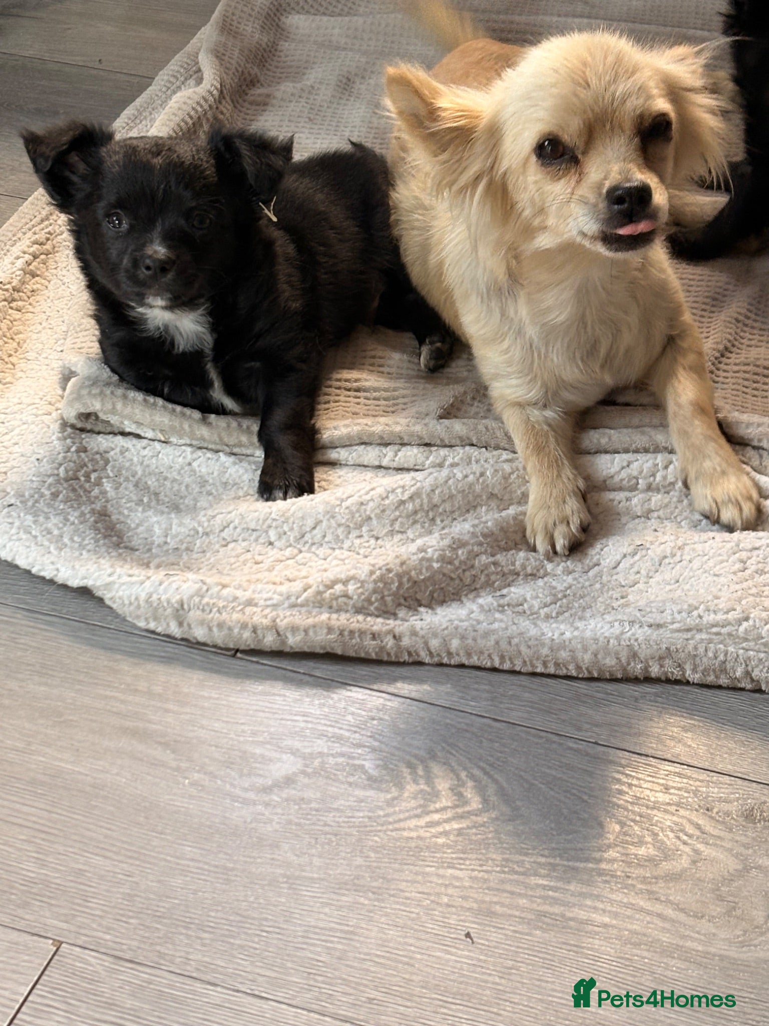 Chihuahua dogs LAST BOY REMAINING. Long haired Chihuahua Puppies  - Advert 13