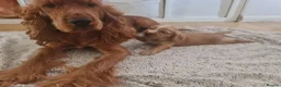 Cocker Spaniel dogs for sale: 3 golden Cocker Spaniels  - Advert 23