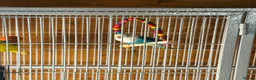 Lovebirds birds for sale: Beautiful Pair of Lovebirds 🐣🌈 - Advert 1