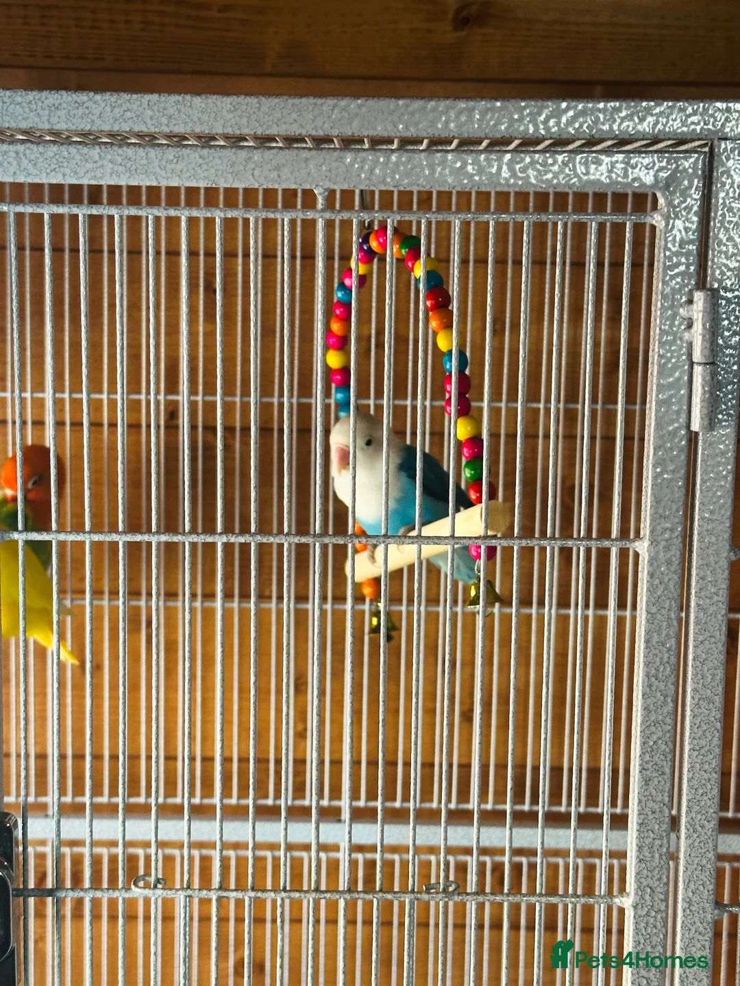 Lovebirds birds for sale: Beautiful Pair of Lovebirds 🐣🌈 - Advert 1
