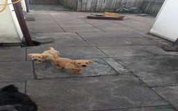 Labrador Retriever dogs for sale: Labrador puppies  - Image 7