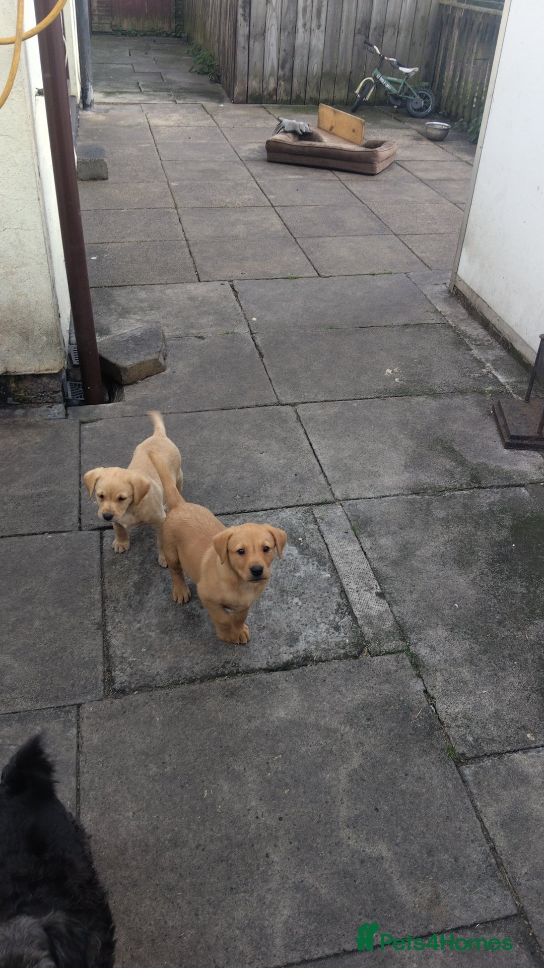 Labrador Retriever dogs for sale: Labrador puppies  - Image 7