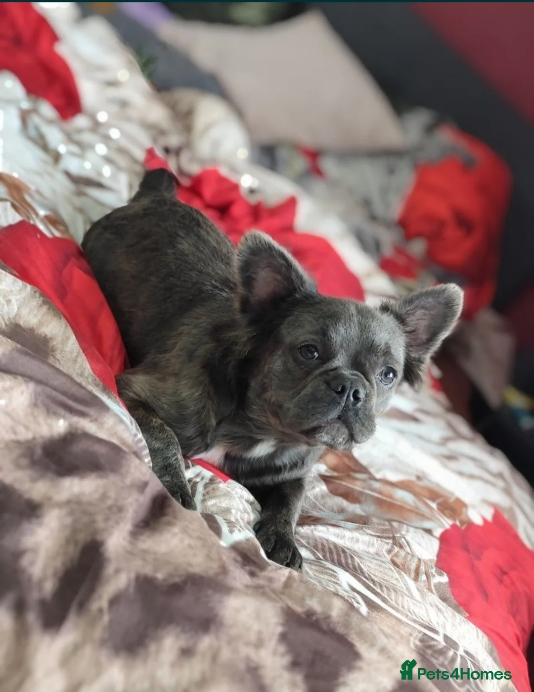 French Bulldog dogs for sale: Adult fluffy Frenchies for sale  in Wakefield - Advert 2