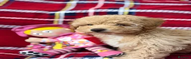 Poochon 2