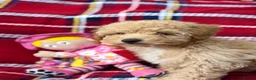 Poochon dogs for sale: Beautiful Teddy Bear Poochon Puppies  - Advert 9