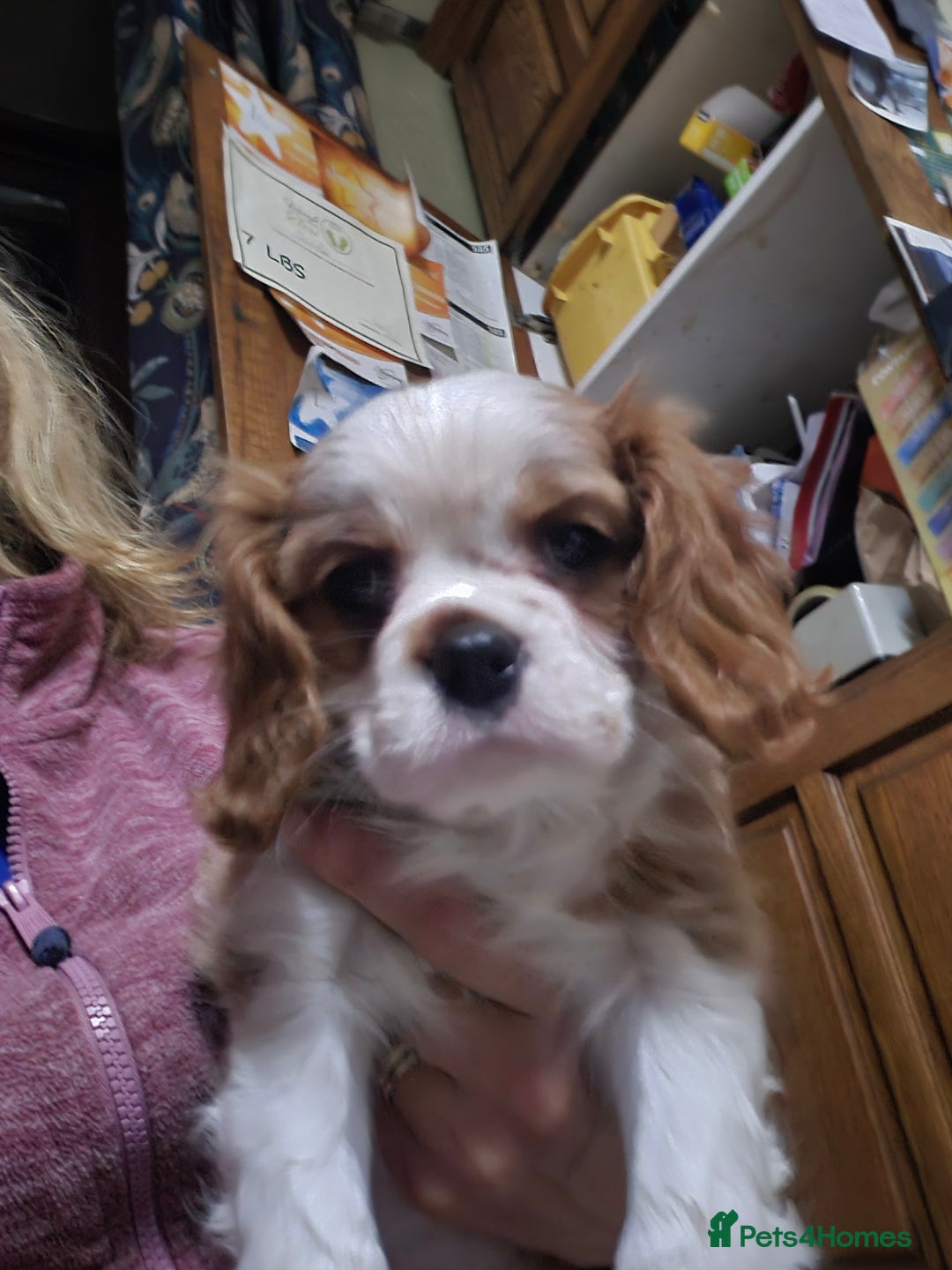Cavalier King Charles Spaniel dogs for sale: Blenheim Cavalier King Charles spaniel puppies  - Advert 24