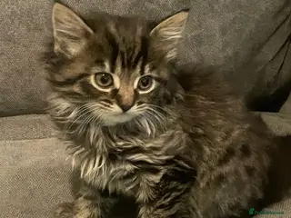 Mixed Breed cats 5 gorgeous kittens for sale - Advert 1