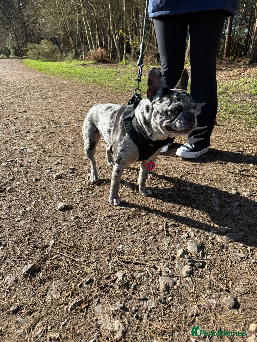 French Bulldog dogs for sale: Frenchies Mum and Daughter - Advert 6