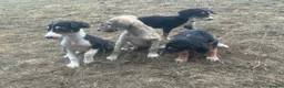 Saluki dogs for sale: Saluki puppy s  - Advert 18