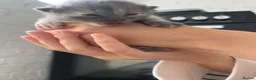 Mixed Breed cats for sale: Kittens  - Advert 3