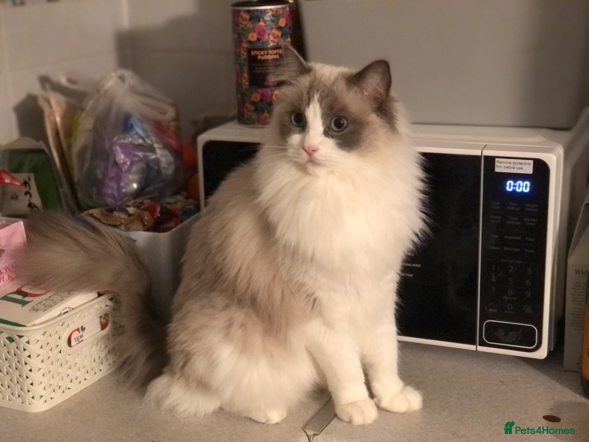 Ragdoll cats for sale: Beautiful GCCF Registered Ragdoll Looking for Home - Advert 1