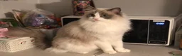 Ragdoll cats for sale: Beautiful GCCF Registered Ragdoll Looking for Home - Advert 1