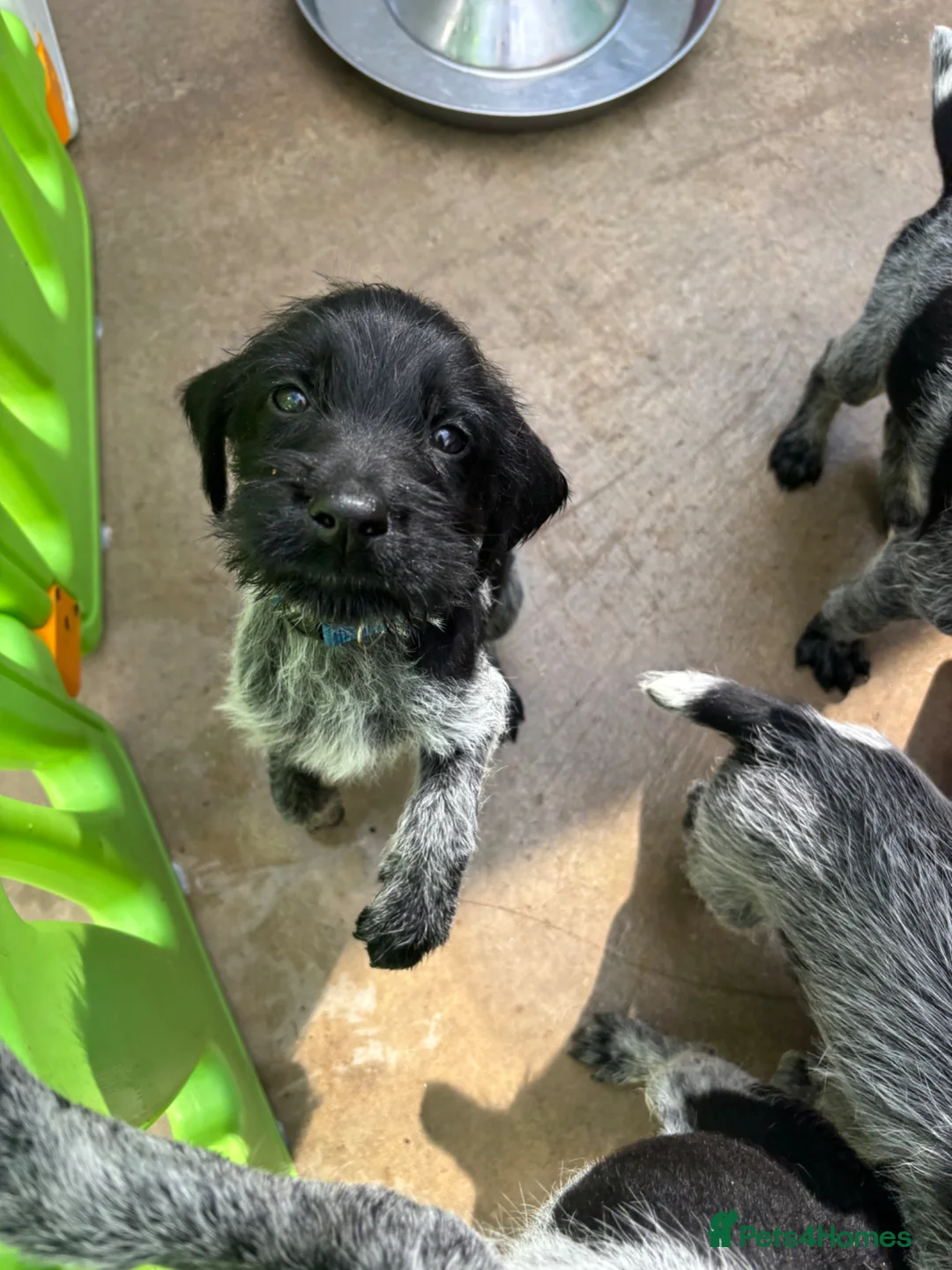 German Wirehaired Pointer dogs for sale: Stunning German wire hairs pointers  - Advert 1