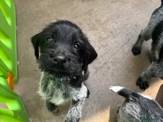 German Wirehaired Pointer dogs Stunning German wire hairs pointers - Advert 1