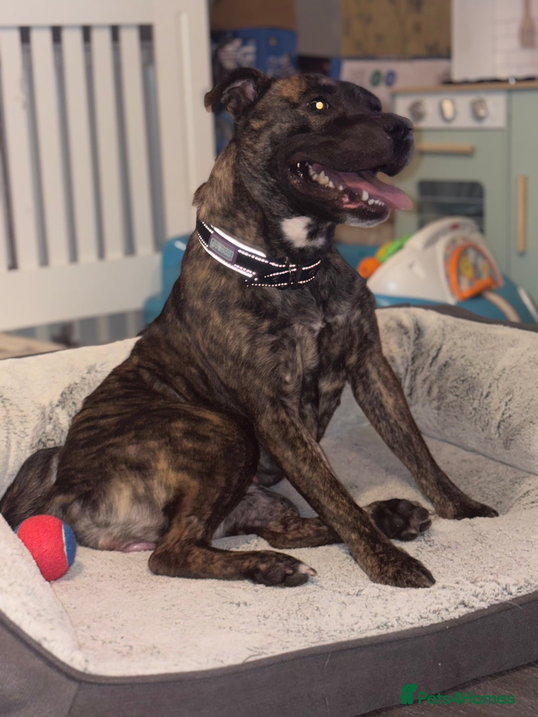 Mixed Breed dogs for sale: Female staffy cross  - Advert 3