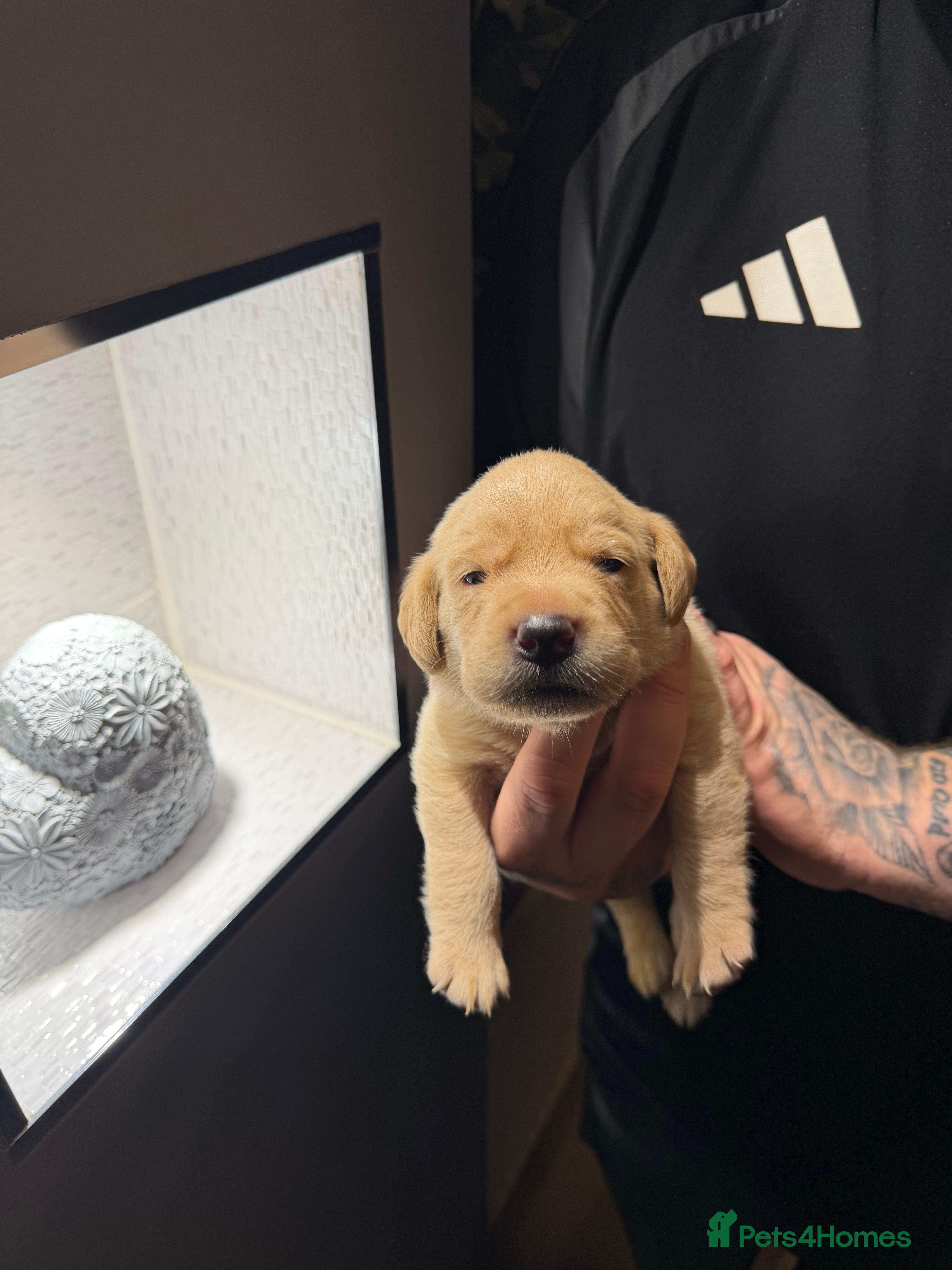 Labrador Retriever dogs for sale: ** 7 Labrador beautiful puppies! READY 11th Dec ** - Advert 2