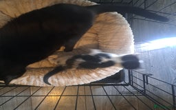 Domestic Shorthair cats for sale: 2 female kittens  - Image 8