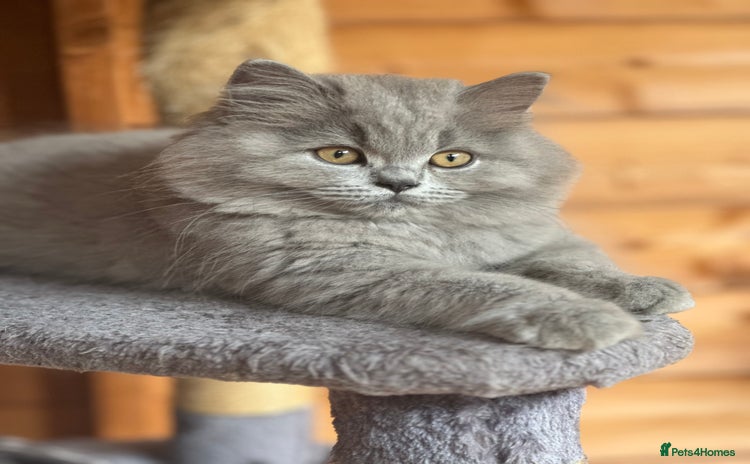 British Shorthair cats - Advert 4