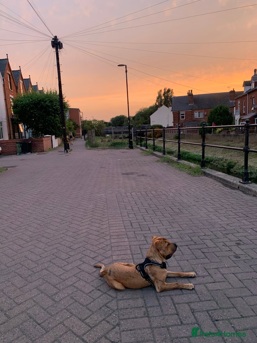 Mixed Breed dogs for sale: Well-Trained Pup Looking for His Forever Home - Image 5