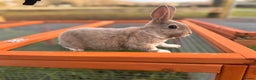 Rex rabbits for sale: Pedigree mini Rex bucks available  - Advert 2