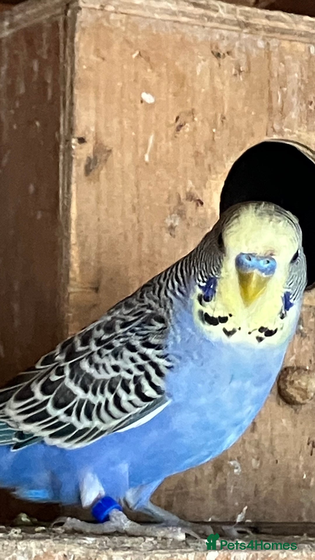 Budgerigars birds for sale: Aviary bred budgies for sale . - Image 11
