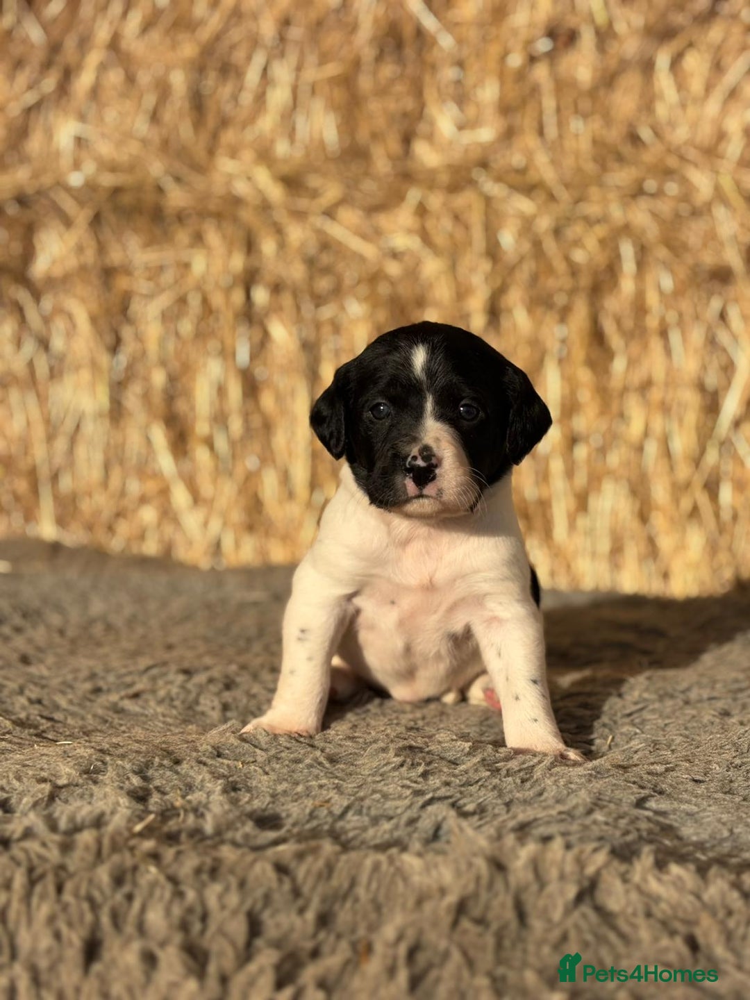 Springador dogs for sale: Springador Puppies - Advert 18